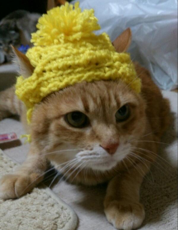 猫ねこ子猫♡ (@neko2_koneko) / Posts / X