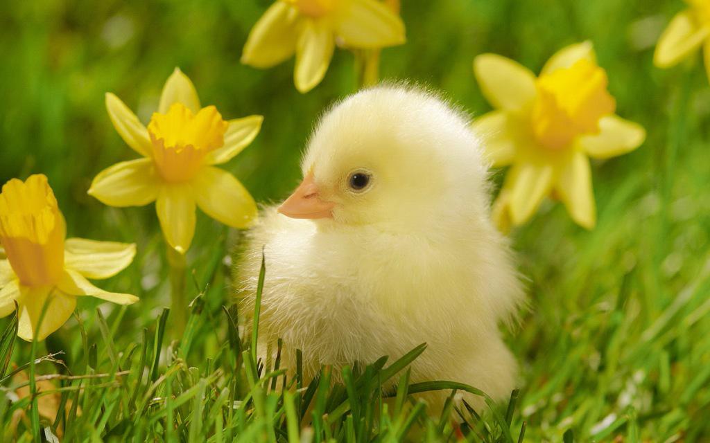 Inspiringlmages's tweet photo. Yellow. Too cute http://t.co/b9AkkrlNjE