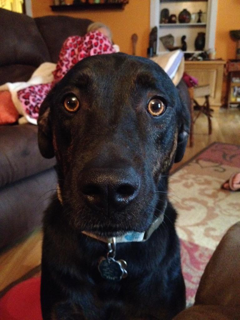 erica_ecken's tweet photo. "You worked how long today?" #UPSpets http://t.co/YEbaxpFZKS