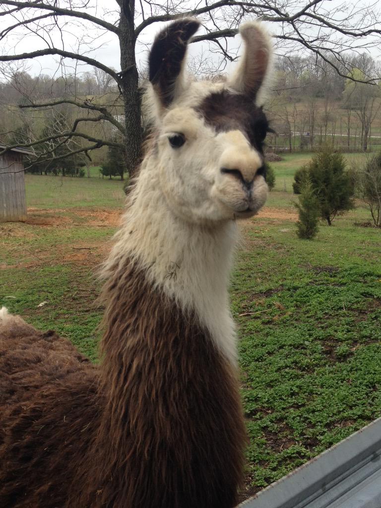erica_ecken's tweet photo. #UPSpets http://t.co/qX7CMRDw1B