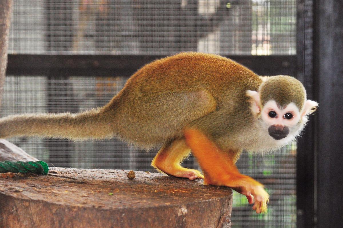 動物の赤ちゃんbot Animal Baby Bot Twitter