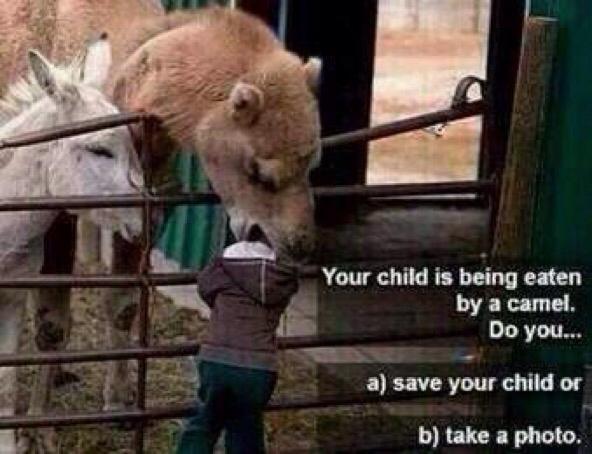 WolfpackAlan's tweet photo. Your child is being eaten by a camel, do you:
a) Save your child.
b) Take a picture. http://t.co/adf6ztNpv9