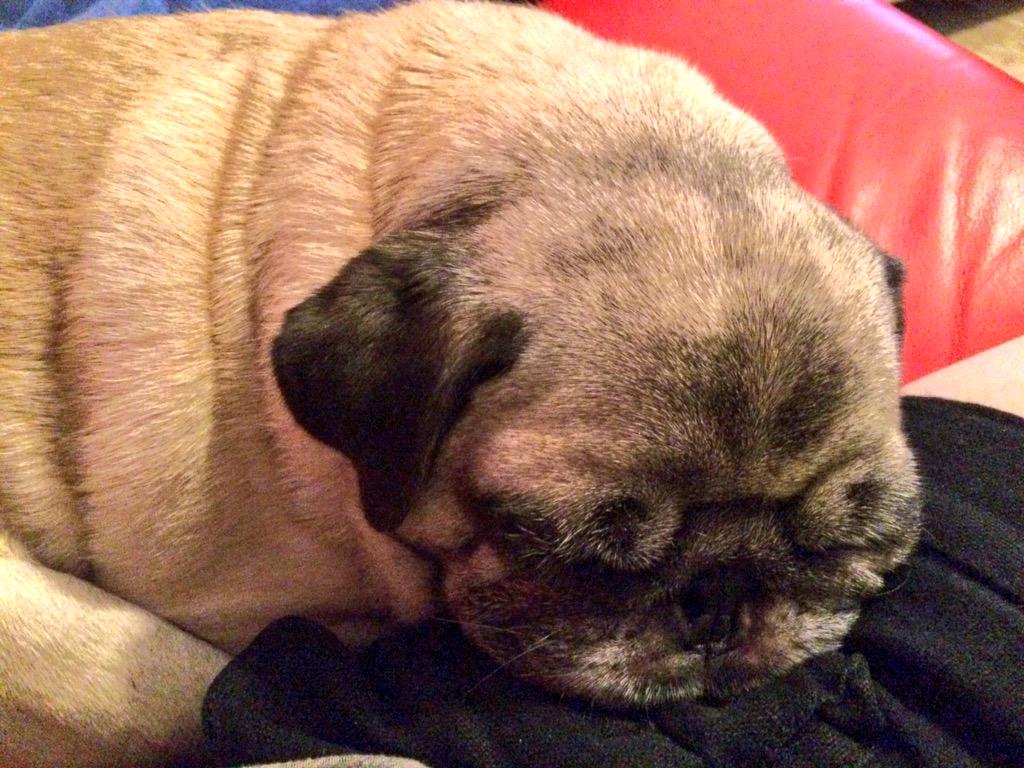 PookyPuggin's tweet photo. @CuckooNuts @funaek So. Much. Loves! http://t.co/8WXStQW0PE