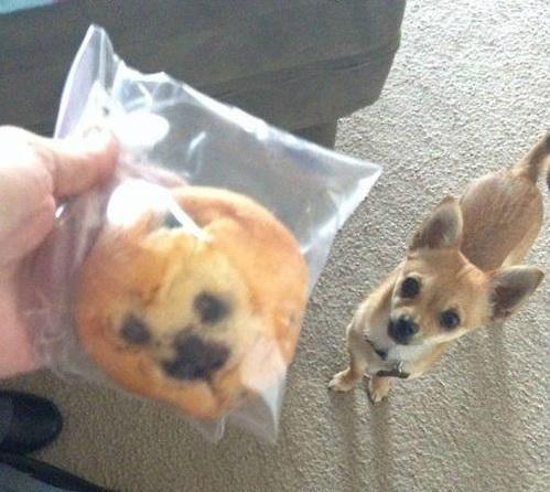 Is it weird to eat a blueberry muffin that looks just like your dog.
