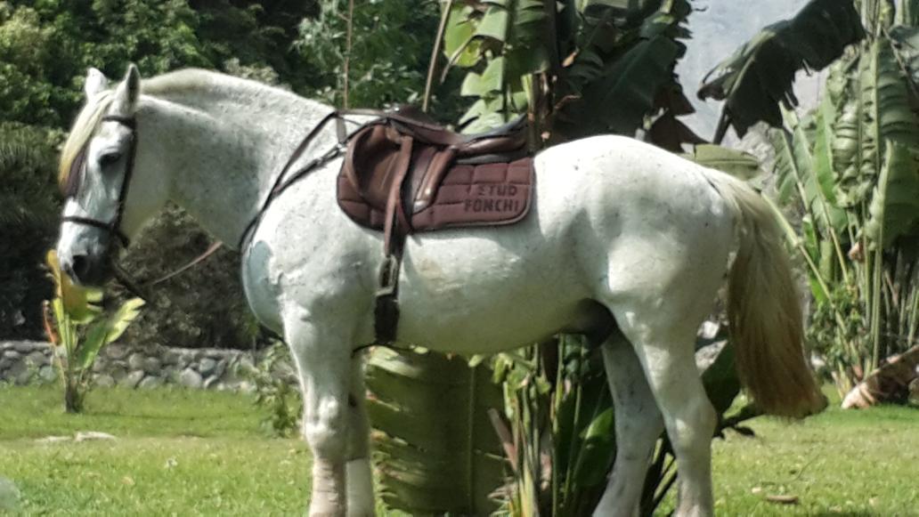 Cárdenas Jr. tweet media