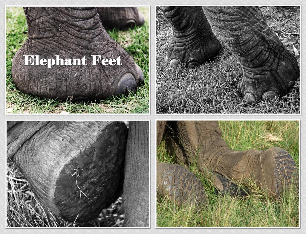 KnysnaTrunkCall's tweet photo. #FunFactFriday dedicated to the feet of our gentle Giants Read more https://t.co/GmVYz9iCXR http://t.co/JyG6jXhMqW