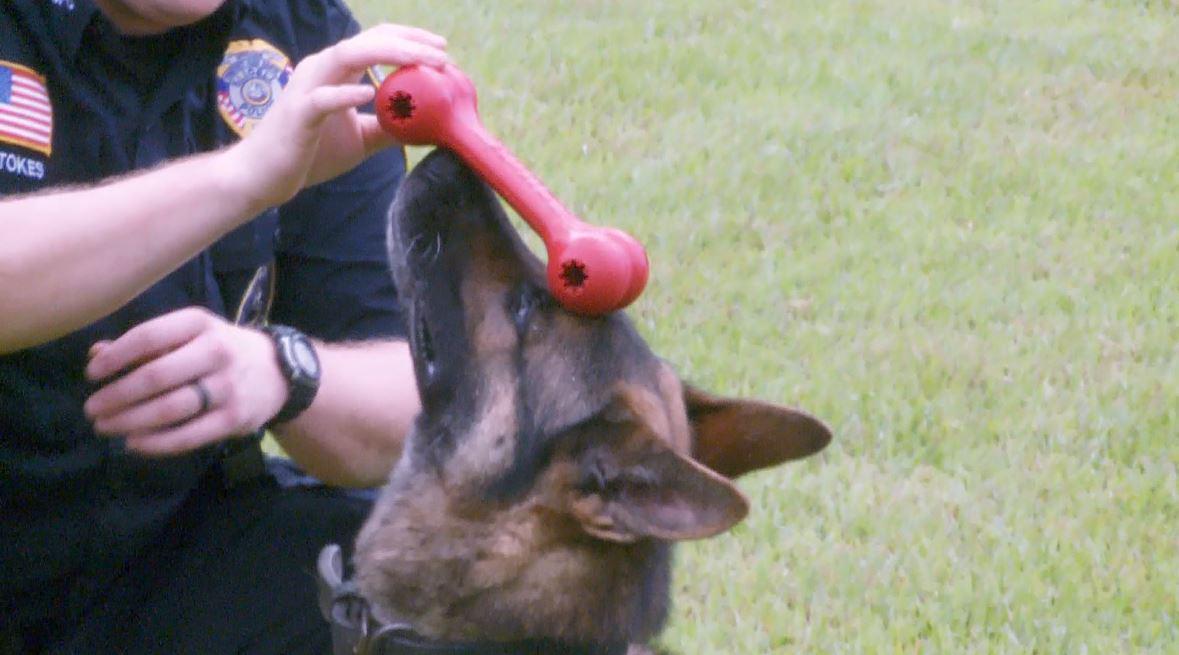 a_munoz76's tweet photo. “@WWLTV: Slidell police hero K-9 highlights value of police dogs
 http://t.co/AAL3TqzG1l http://t.co/a03WjkhB0K”