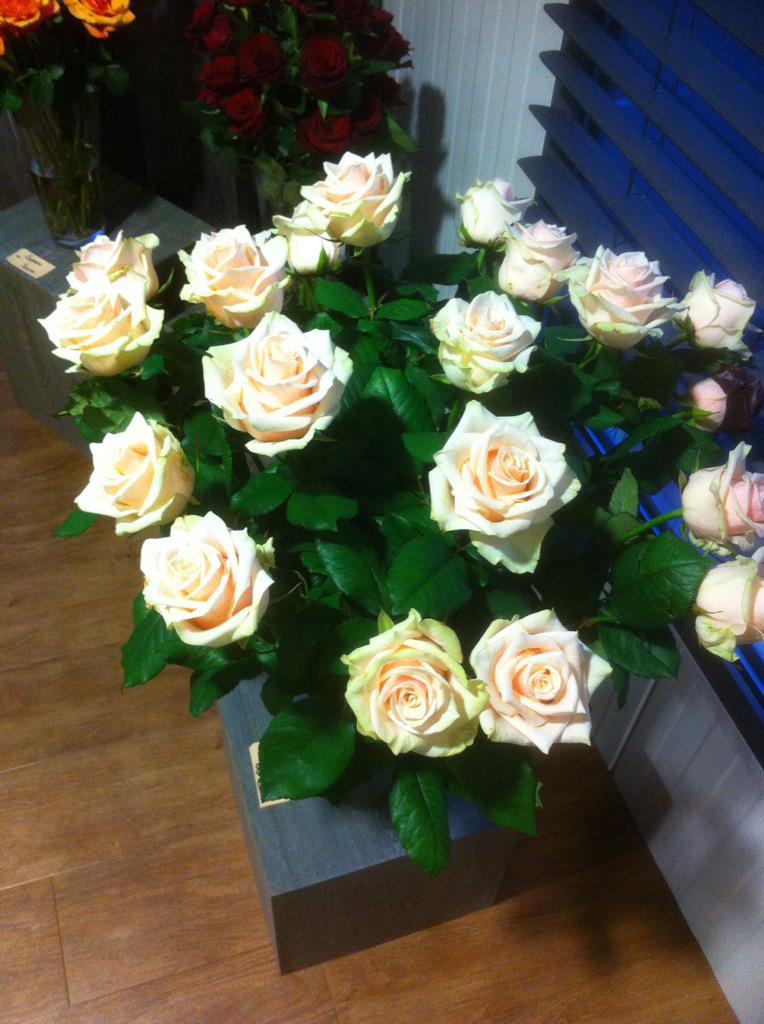 Talea van <a href="/OSRoses/">Bart van Os</a> een pracht roos doe veel bruidjes doet glimlachen.