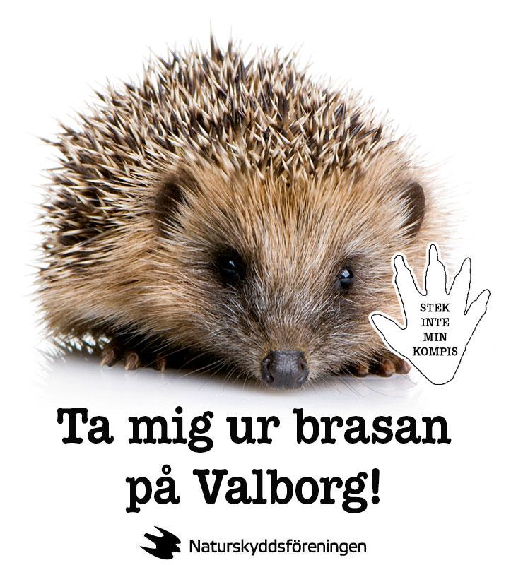 naturskyddsf's tweet photo. Valborgsmässoafton är årets farligaste dag för igelkotten http://t.co/c3MWB9zIcs