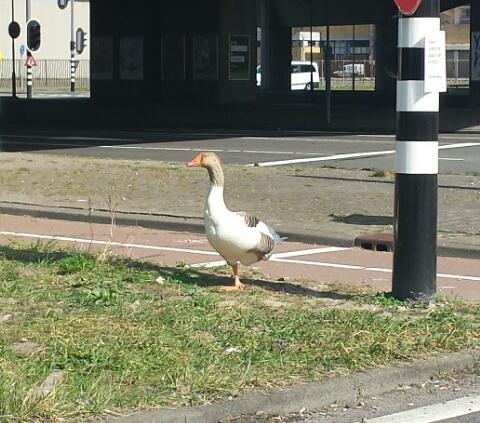 PeterDuijn's tweet photo. Balans! http://t.co/DbSxDQf8HF