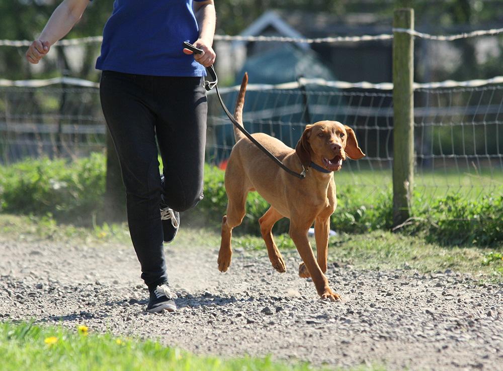6 fun activities you and your dog can do together to keep fit. wkd-uk.com/blog/how-to-ke… #dogs #fitness