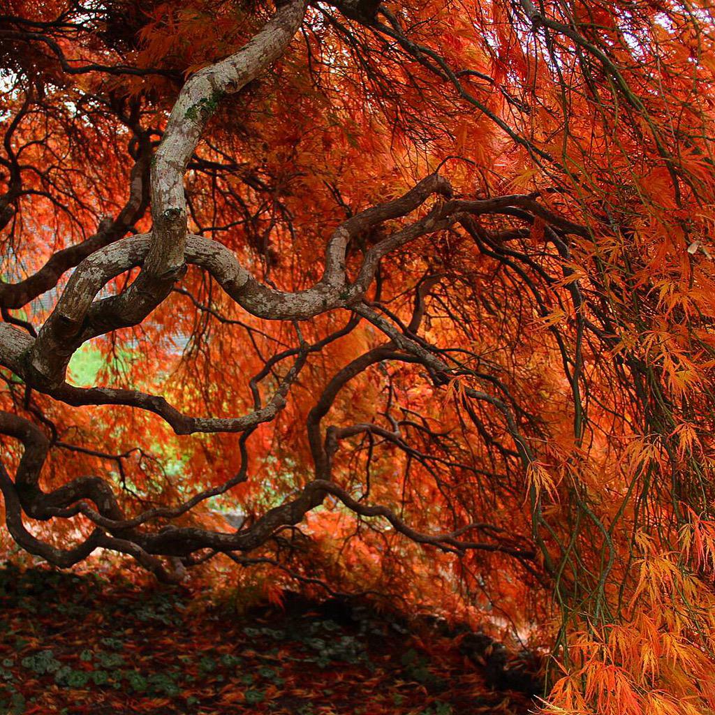 MountDandenong's tweet photo. Amazing autumn colours @thediggersclub at #CloudHill in #Olinda

#MountDandenong #Autumn… https://t.co/WnF1DefVpf http://t.co/JzE5f6Aceq