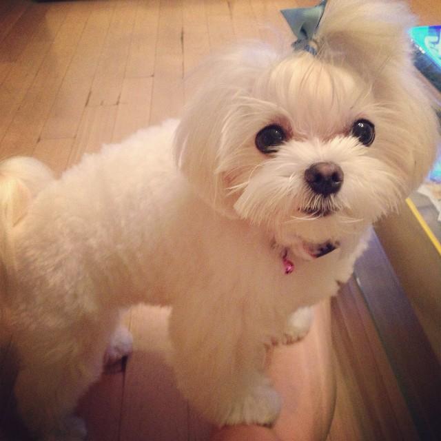 T_ARAPETS's tweet photo. did someone just say "cat" ????
#Mongeul http://t.co/hSHxK4IN14