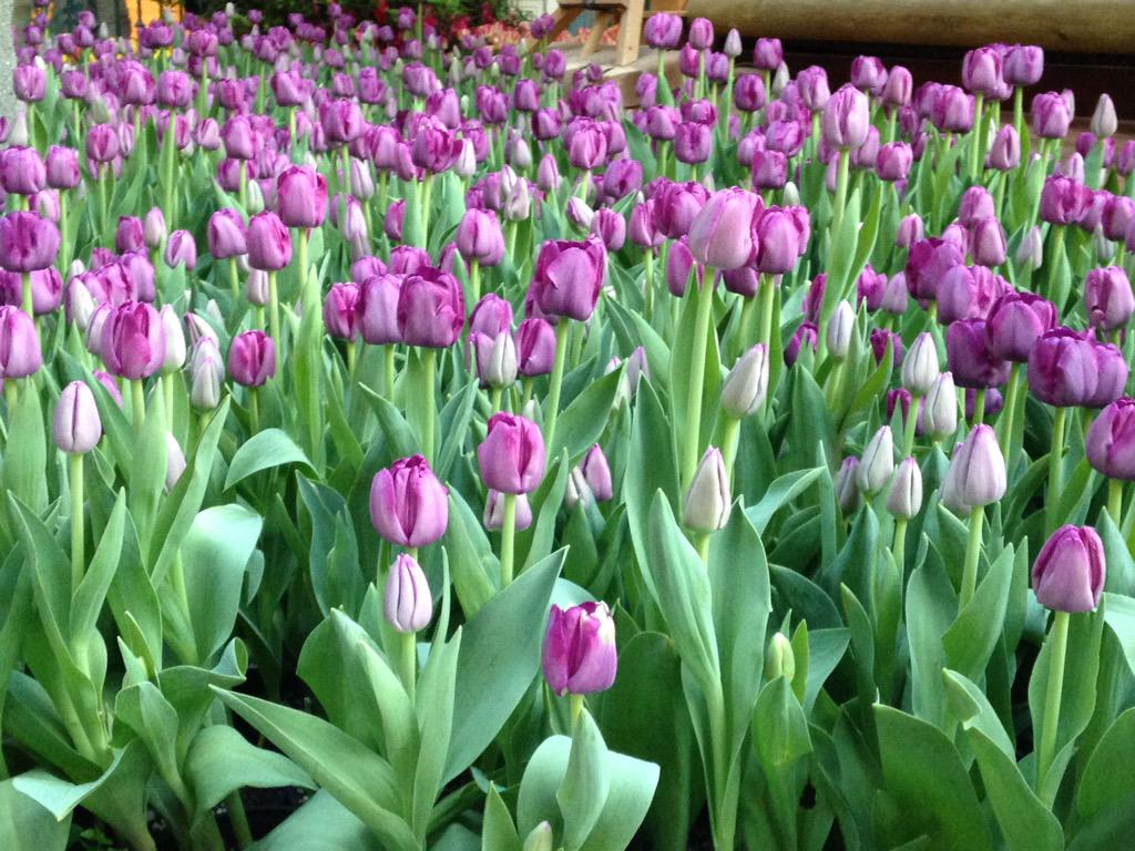 Kri5tyM's tweet photo. Bellagio flower beauty.  #purinahrconf http://t.co/65MY5GeK5J