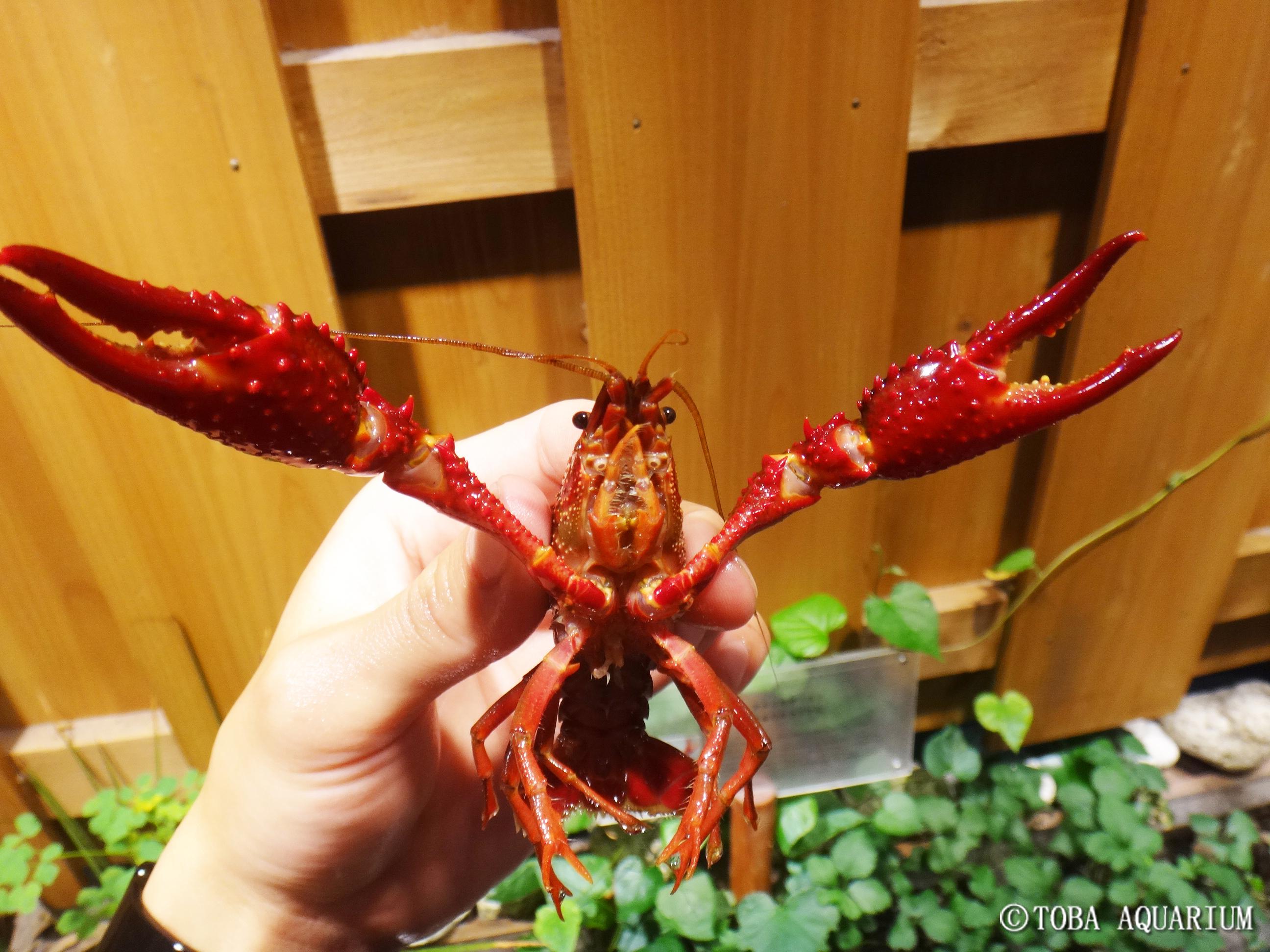 鳥羽水族館 Toba Aquarium シミズ アメリカザリガニv V ﾄﾞﾔｯ いきものウィーク にんきもの かわいい Http T Co Pkuotlnvwh Twitter
