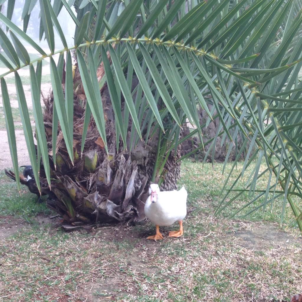 bebi_fernandez's tweet photo. La gente piensa que este pato es de la universidad pero en realidad es mío. #BebiLaDomesticadora http://t.co/gifBJorDRp