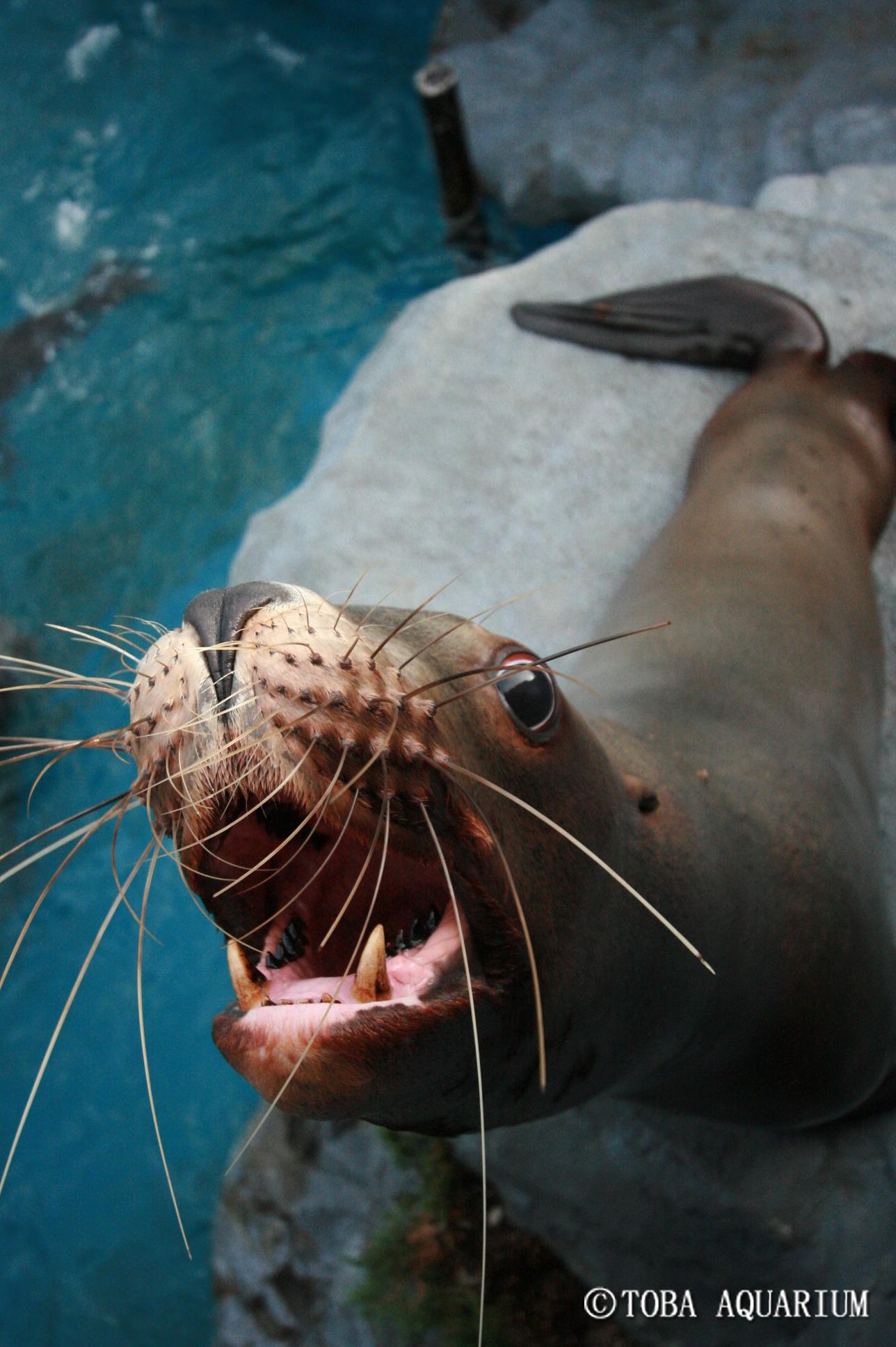 鳥羽水族館 Toba Aquarium シミズ トド トドもアシカ いきものウィーク にんきもの かわいい Http T Co 6elvyslwnt Twitter