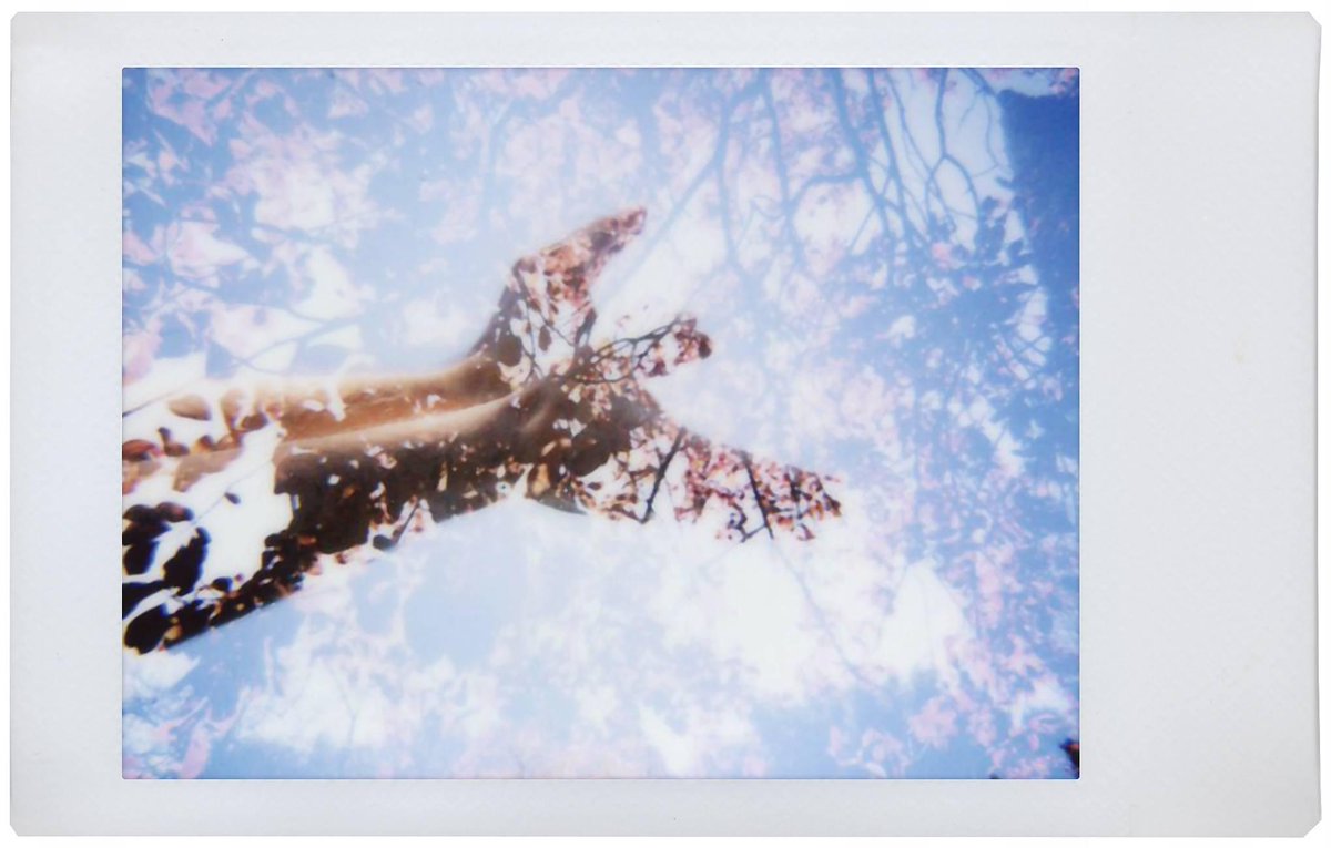 Lomography tweet media
