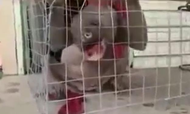 Embedded image permalink