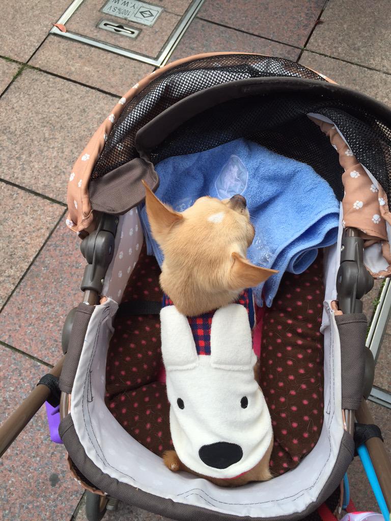 buggooflequio's tweet photo. Strolling by Stroller!
遠出はカートだよ^ - ^
コタロ。
#dog #puppy #doggy #chihuahua #cute #adorable #犬 #仔犬 #チワワ http://t.co/z16IXYlzLq