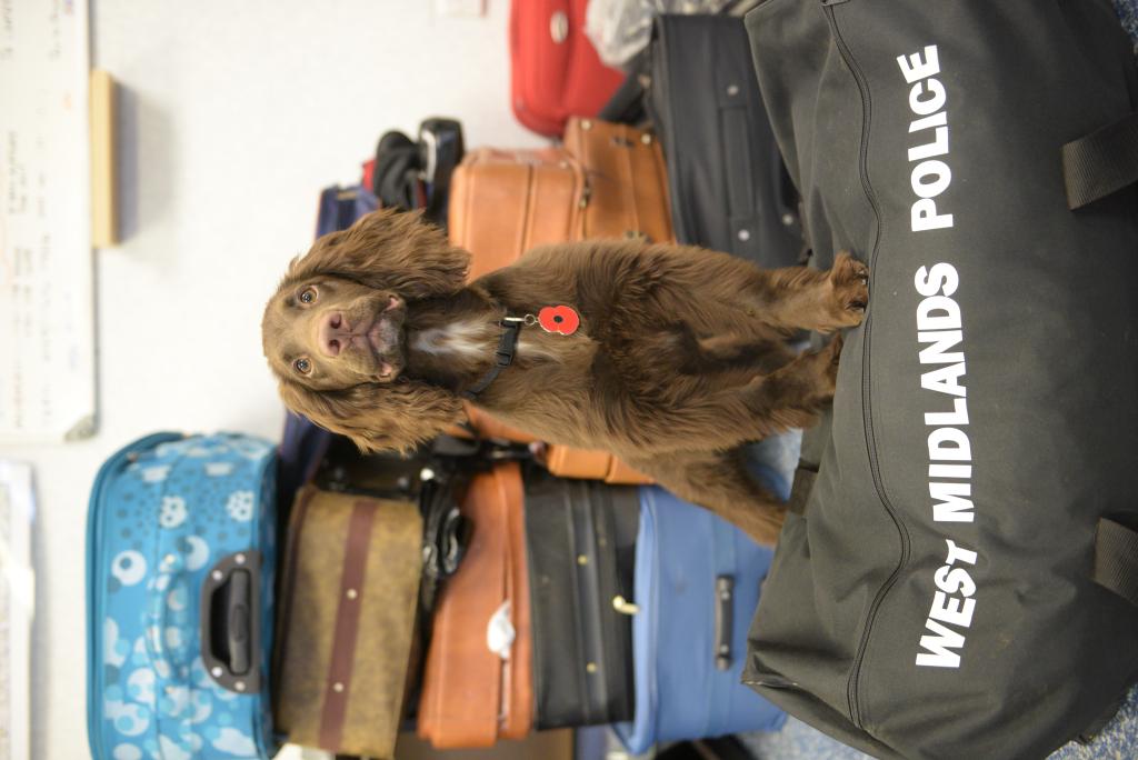 WMP_Dog's tweet photo. Day 34 #TedaDay pic - It was soon time for Ted to pack his bags to head off on his journey from #puptoPD http://t.co/po2F2Vksus