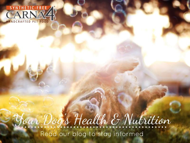 Carna4natural's tweet photo. What’s new in pet health and nutrition?  Carna4 has a blog that will help keep you informed! http://t.co/E9cidZ59ON http://t.co/h6qPKagO8c
