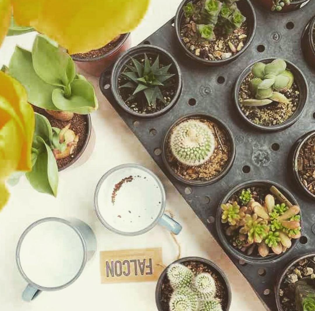 bloomsburystore's tweet photo. Hello Friday! A weekend idea for you from #falconware use your enamelware as stylish plant pots! #gardeningtips http://t.co/0fk5ymm0D1