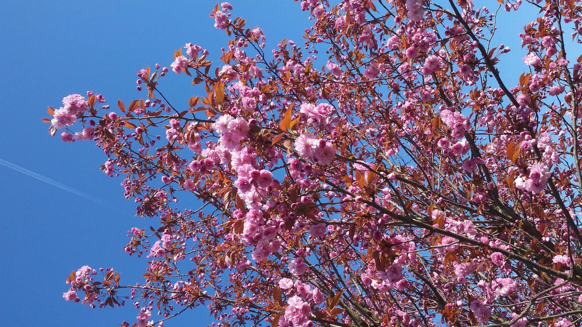 MallowComms's tweet image. Looking for a good excuse to work outside on this gorgeous sunny #Friday