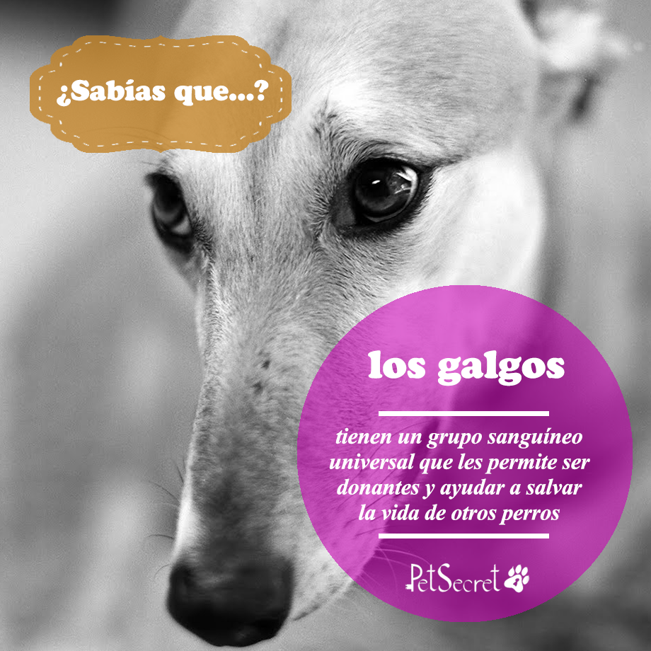 PetSecret_es's tweet photo. Preciosa raza por dentro y por fuera! http://t.co/lnDzb7Eo7i http://t.co/ebKSygofCp