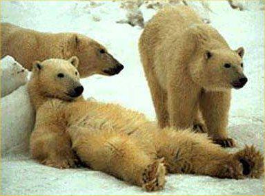 Bears_for_Bears's tweet photo. #BearHangover - da hat mir wohl ein Kolibri was in den Drink gemischt... #Bärendienst #NotMyDay #AgainstColibris http://t.co/qvWJFHMsYM