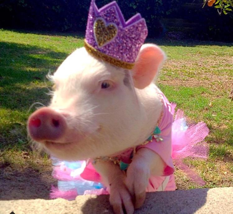Свинка х. Свинка с бантиком. Свинья в платье. Принцесса свинья. Свинья красавица.