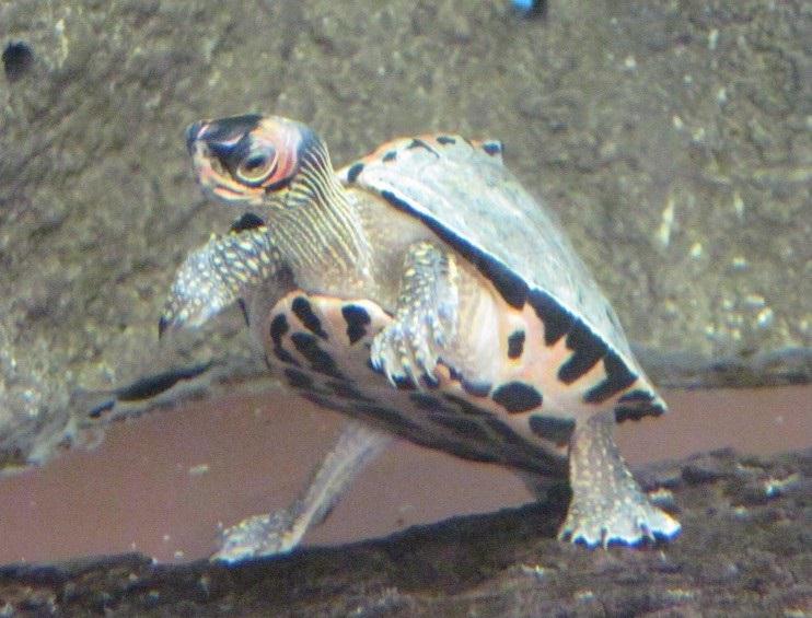 二本足でカメが立っている！？いえいえ、これは水の中で足をつけている