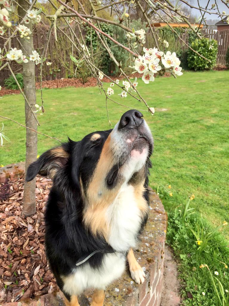 Die Zierbirne blüht, wie das duftet!