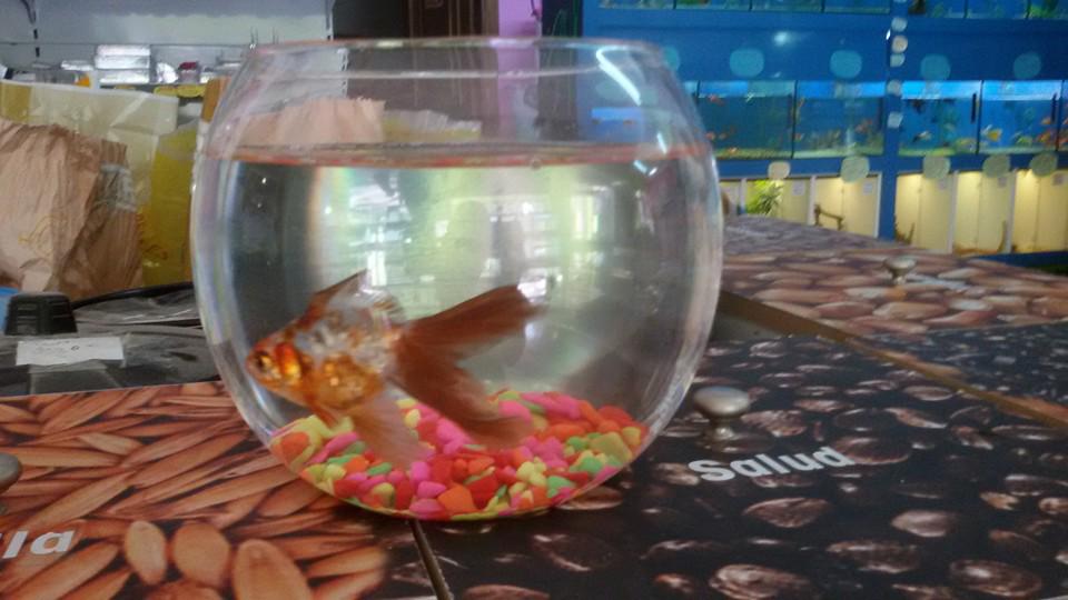 ARCA DE NOE 

Oferta de pecera por 10 € incluye todo lo que se ve y comida.