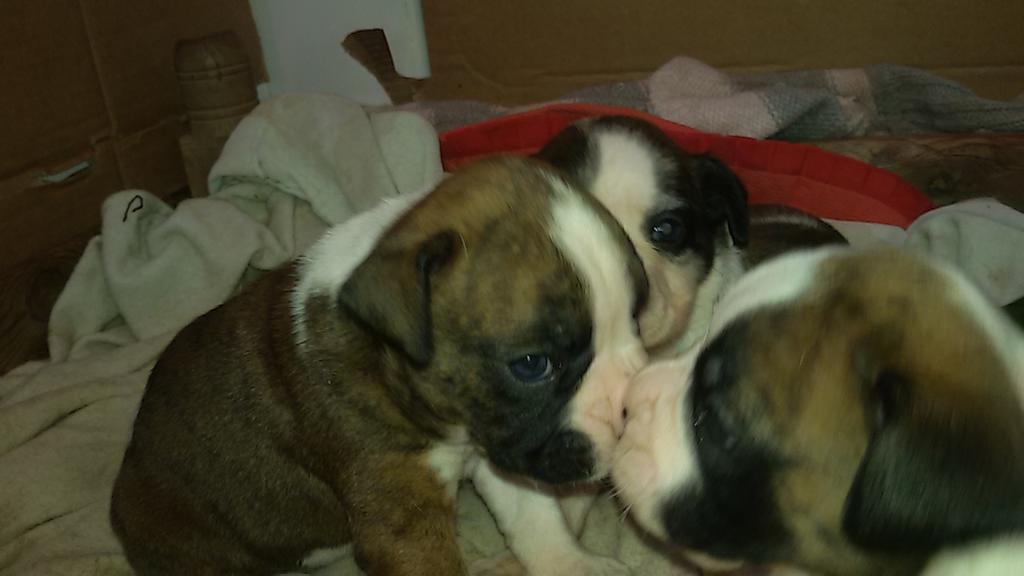 Paki_adv's tweet photo. me los como 😚😚 http://t.co/ehV1V7X9cc