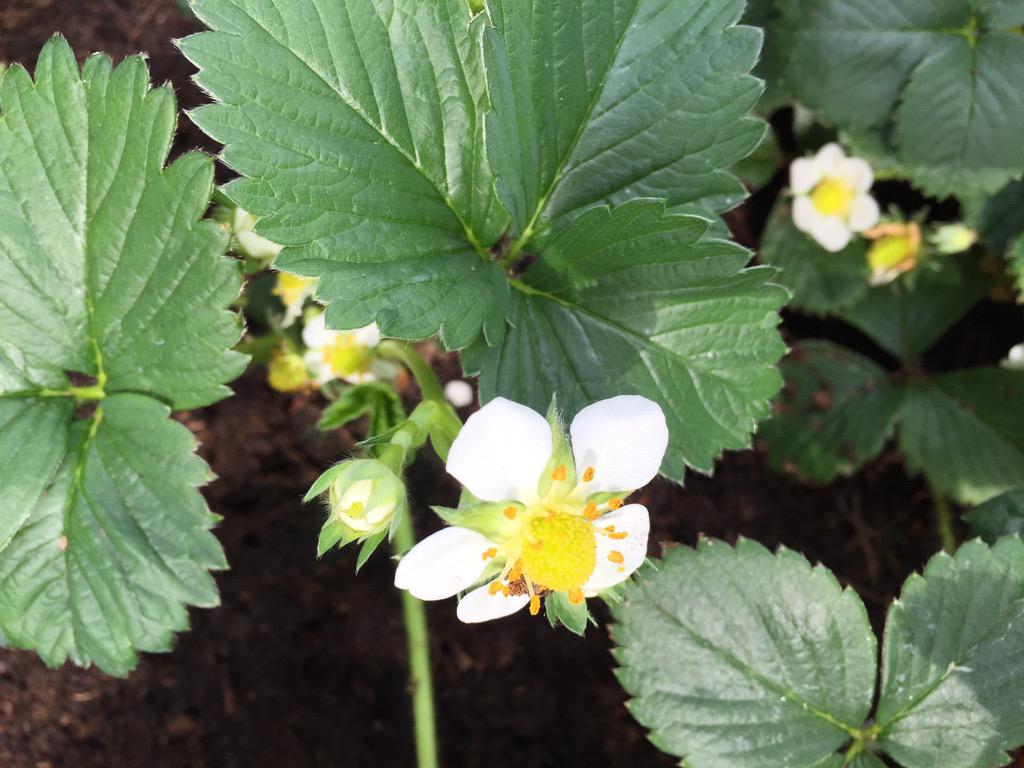 henkvanmaanen's tweet photo. Gaat goed met de #AHMOESTUIN @van_nelle FABRIEK ! http://t.co/7ZAKL4E3HG