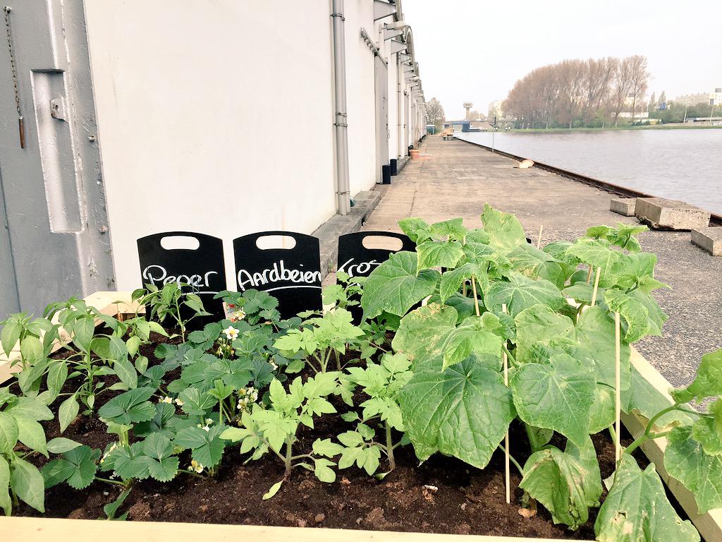 henkvanmaanen's tweet photo. Gaat goed met de #AHMOESTUIN @van_nelle FABRIEK ! http://t.co/7ZAKL4E3HG