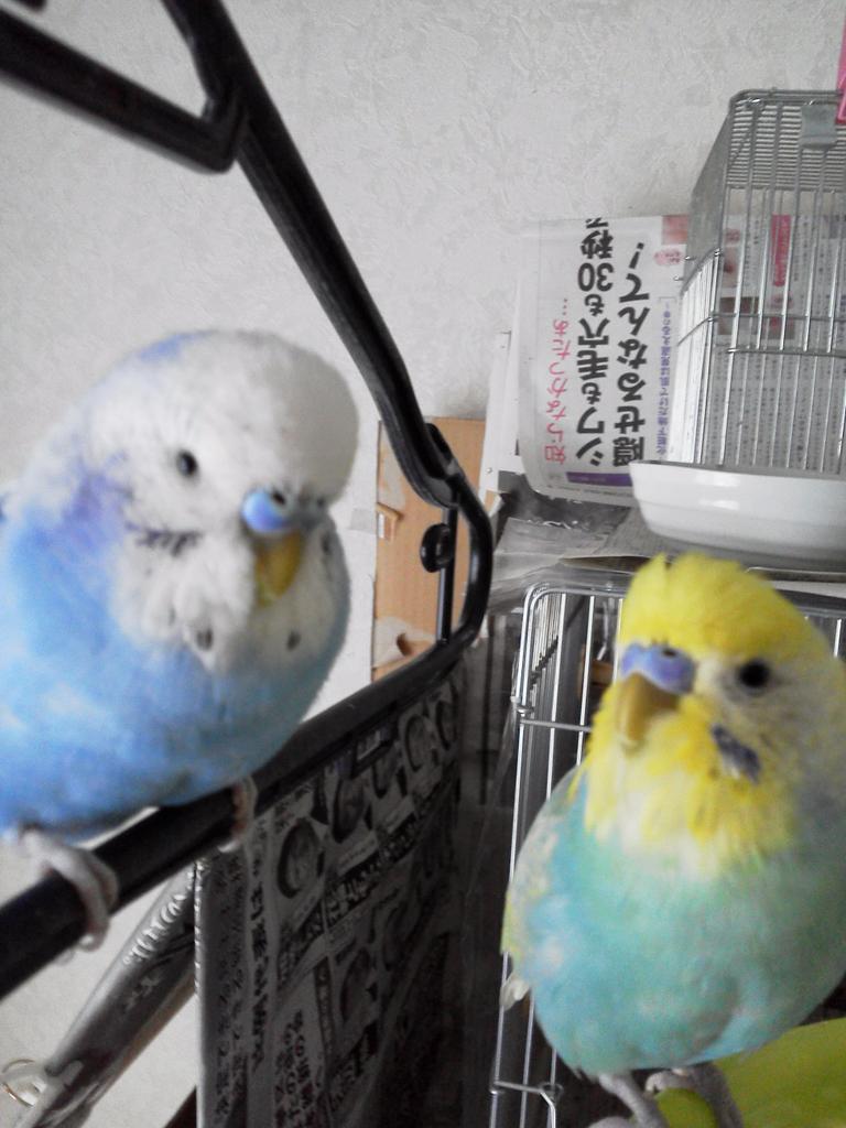 marumaru_suusan's tweet photo. 4月24日昼過ぎ、私の油断でセキセイインコのピーとプーを逃がしてしたいました。
警察にもお願いしながら、諦めずに色々探す方法を試していきます。
自業自得な手前勝手なお願いですが、見かけた方はご連絡をお願いします。 http://t.co/7OpWTFLFaj