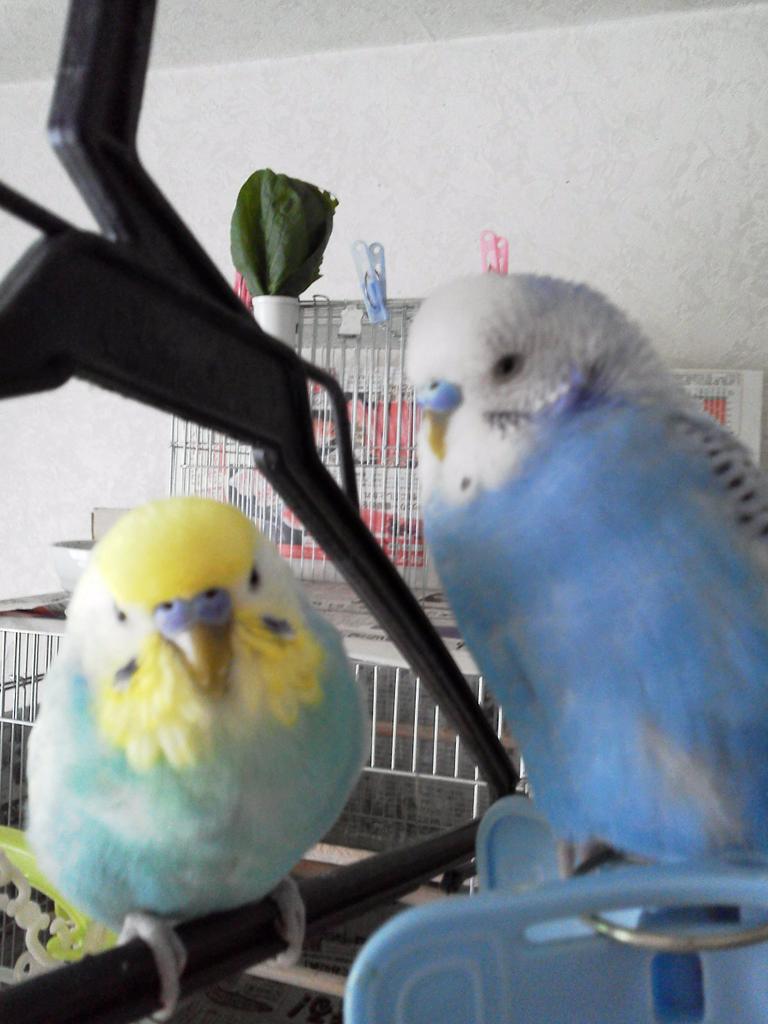 marumaru_suusan's tweet photo. 4月24日昼過ぎ、私の油断でセキセイインコのピーとプーを逃がしてしたいました。
警察にもお願いしながら、諦めずに色々探す方法を試していきます。
自業自得な手前勝手なお願いですが、見かけた方はご連絡をお願いします。 http://t.co/7OpWTFLFaj