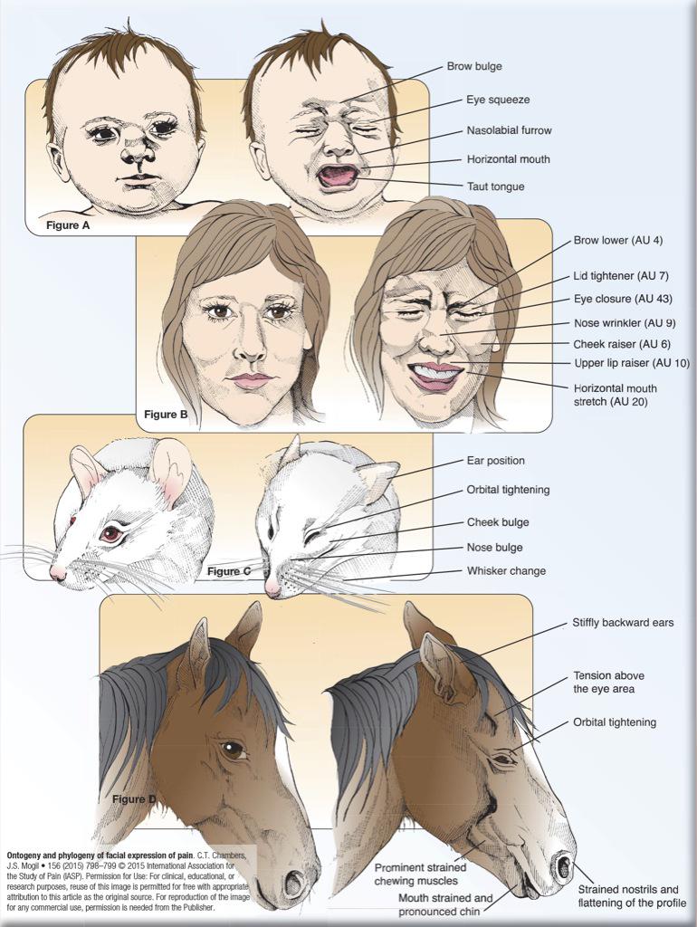 Dr. Christine Chambers tweet media