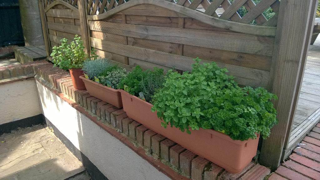 fatarys's tweet photo. When we say fresh we mean fresh at the kings head fresh herbs for our chef http://t.co/Xe3gQGMny7