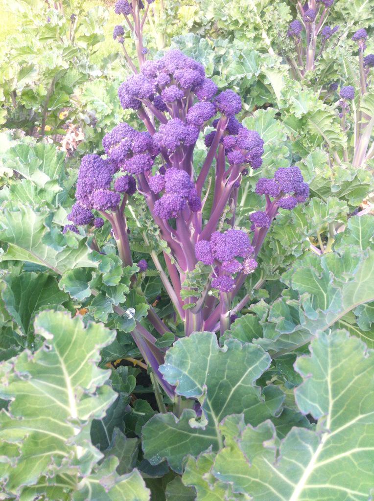 deborah_neill's tweet photo. My new season broccoli - delicious http://t.co/Yz8Rr4XdXn