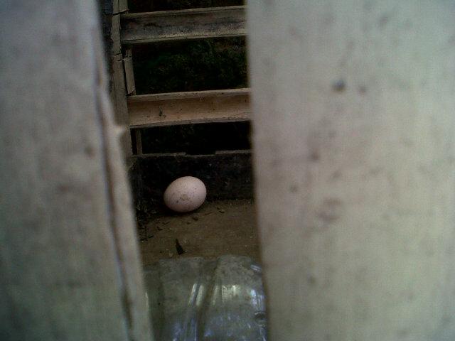 Febbey's tweet photo. Ayam dr Pak Uwo udh bertelur, Alhamdulillah http://t.co/dVcjxnoN9Q