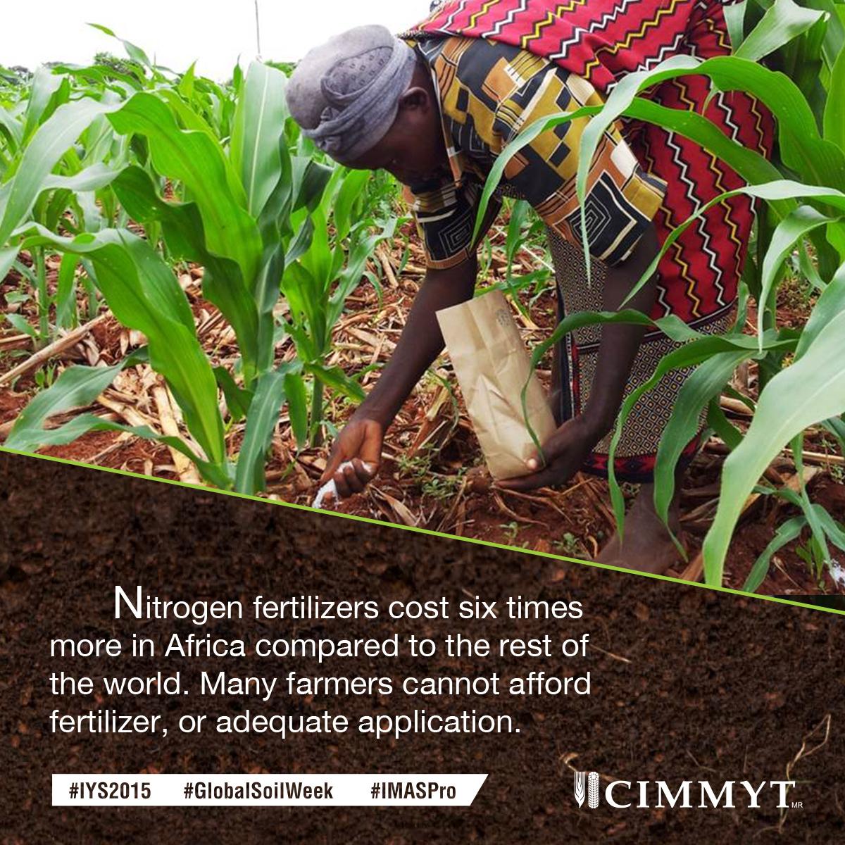 CIMMYT's tweet photo. Few African farmers afford fertilizers for their low-nitrogen soils.#IMASPro #GlobalSoilWeek http://t.co/wZ34jIn4QI http://t.co/mrc2JoQ09K