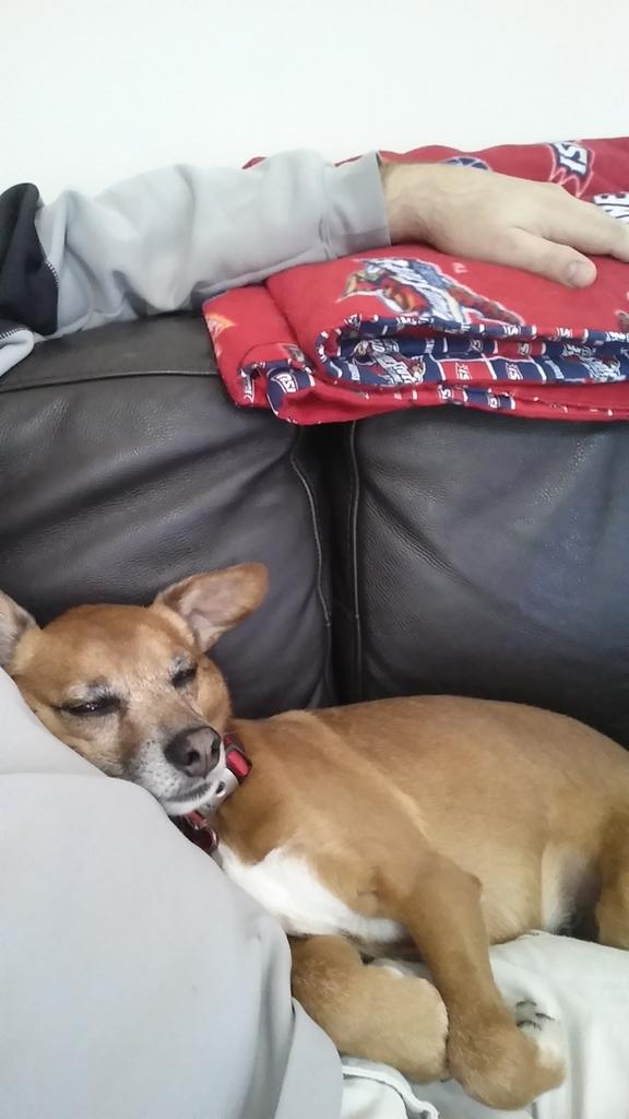 ecapox's tweet photo. Just where he wants to be. #UPSpets http://t.co/YqSJEsozzv