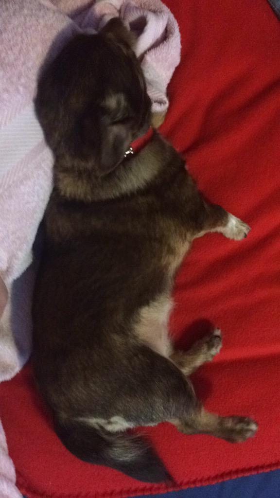 Weneedwest1's tweet photo. Clipped out and chilling after my bath #CuteDog http://t.co/swzT9KxE8b