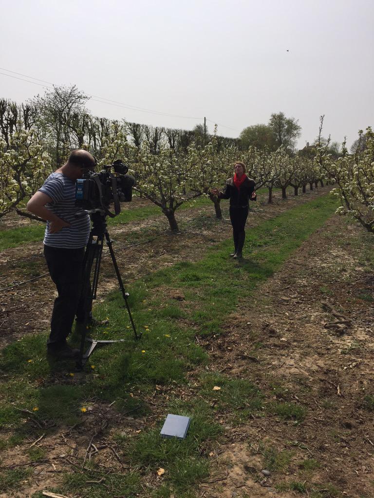 CoastAlison's tweet photo. Filming with BBC South East in beautiful old and new orchards today http://t.co/HsbfzFX3PC