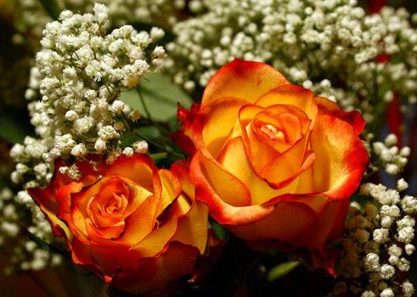 وما الحب الا اثنين.. يتنافسان لإسعاد بعضهما💞