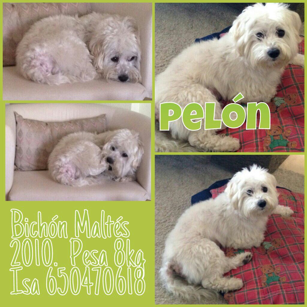 IsaMoraPena's tweet photo. Pelón bichon maltés en adopción! http://t.co/vhAzuvobe6