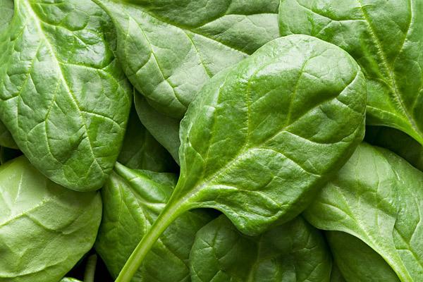 HCGDietDirect's tweet image. Another food we should all eating is spinach. Spinach is full of nutrients, including iron, calcium and vitamin A,
